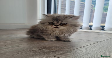 Persian cats - Advert 14