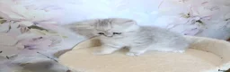 British Shorthair cats for sale: British Shorthair kittens  - Advert 8