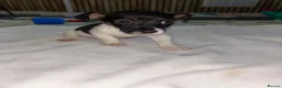 Jack Russell dogs for sale: Male Miniature Jack Russell puppy  in Llanelli - Advert 5