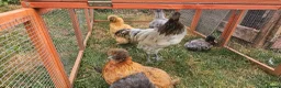 Chickens poultry for sale: Silkie chickens in Lingfield - Advert 5