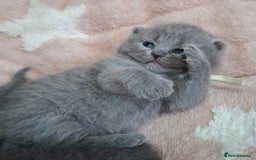 British Shorthair cats for sale: 🩷COMING SOON BUSHTAIL BABIES💙 - Image 5