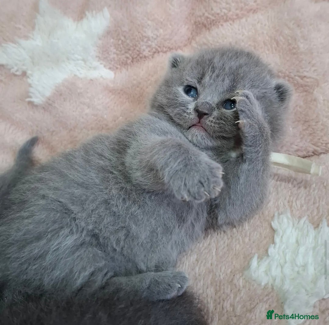 British Shorthair cats for sale: 🩷COMING SOON BUSHTAIL BABIES💙 - Image 5