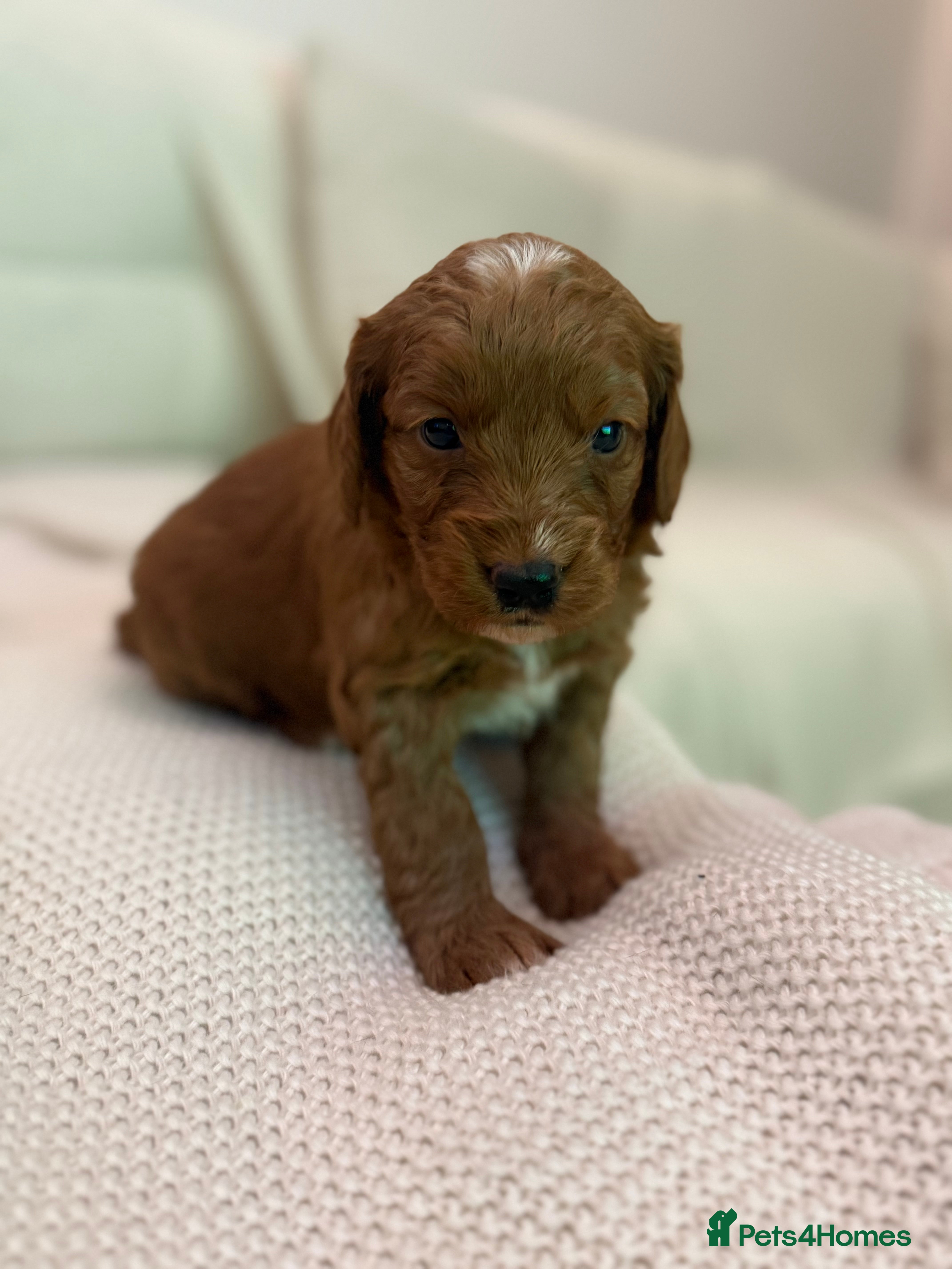 Cockapoo dogs 7 Golden Cockapoo girls - Advert 2