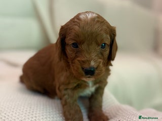 Cockapoo dogs 7 Golden Cockapoo girls - Advert 3