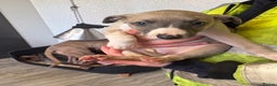 Whippet dogs for sale: 5 beautiful kc registered whippit puppies  - Advert 6