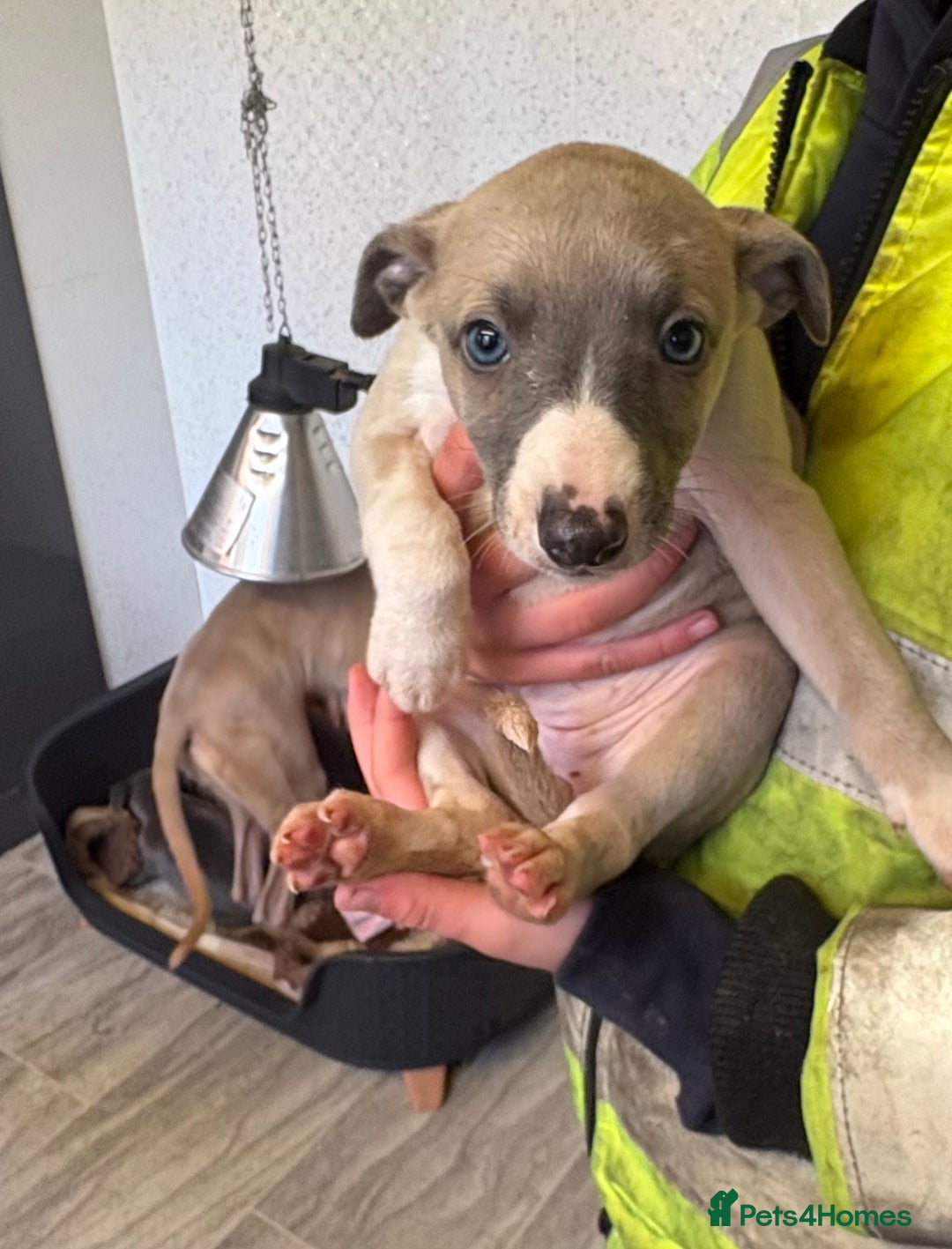 Whippet dogs for sale: 5 beautiful kc registered whippit puppies  - Advert 6