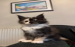 Maine Coon cats for sale: Stunning TICA REGISTERED Maine Coon kittens  - Image 12