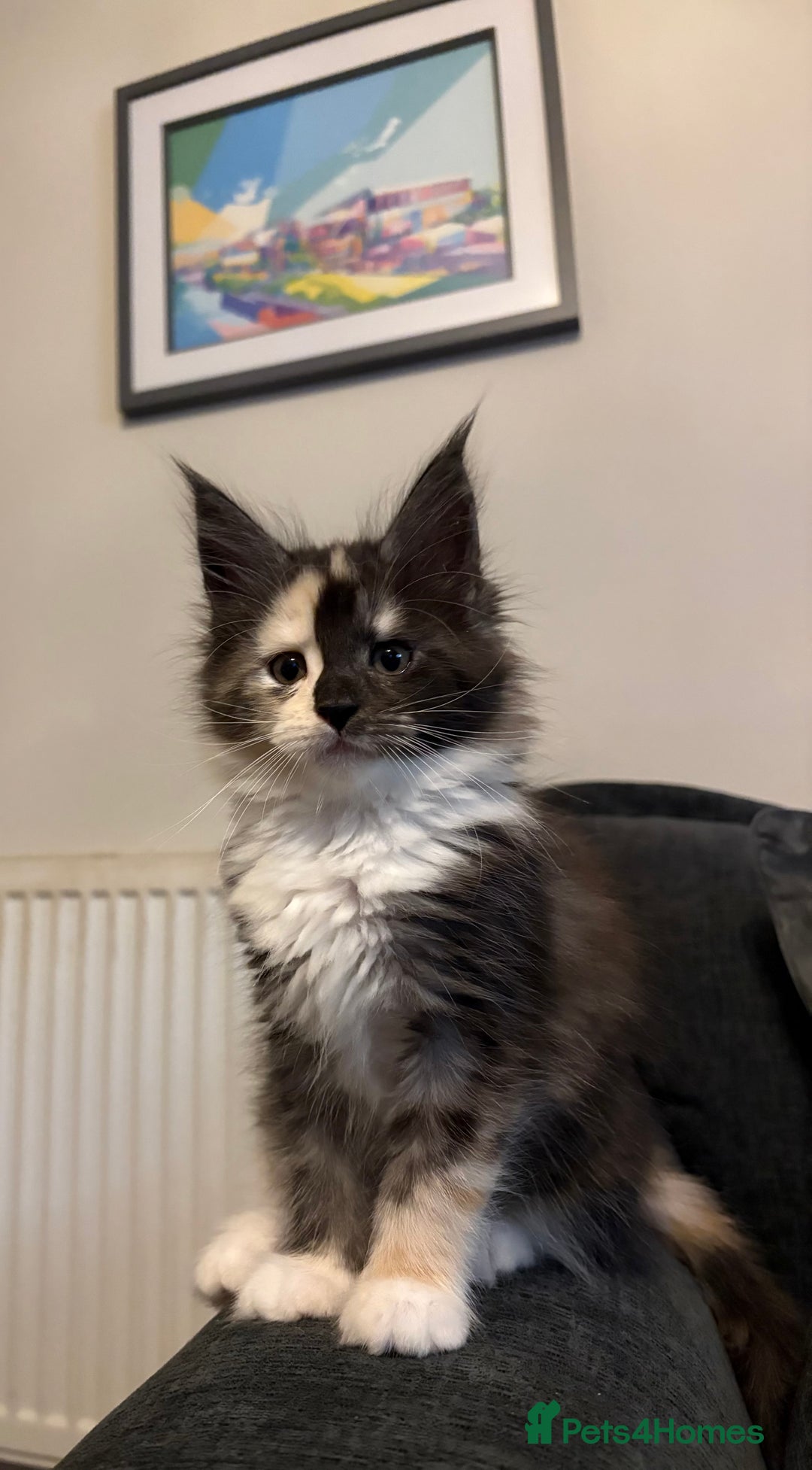 Maine Coon cats for sale: Stunning TICA REGISTERED Maine Coon kittens  - Image 12