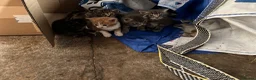 Mixed Breed cats for sale: Beautiful litter of active and playful farm kitten - Advert 3