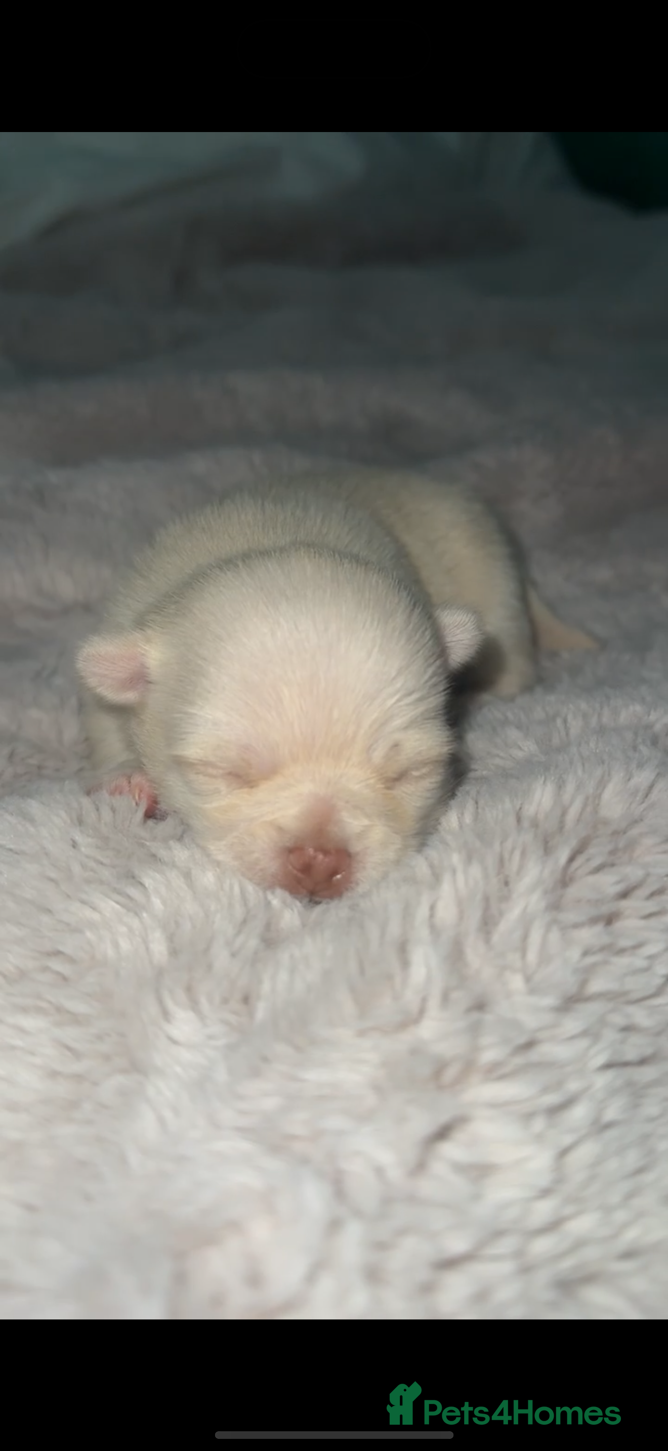 Chihuahua dogs Beautiful Cream & chocolate tan Chihuahuas! - Advert 16