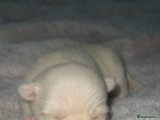 Chihuahua dogs Beautiful Cream & chocolate tan Chihuahuas! - Advert 16