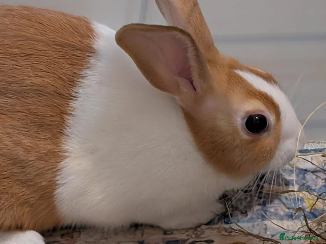 Dutch rabbits for sale: Hugo vaccinated male rabbit - Advert 3
