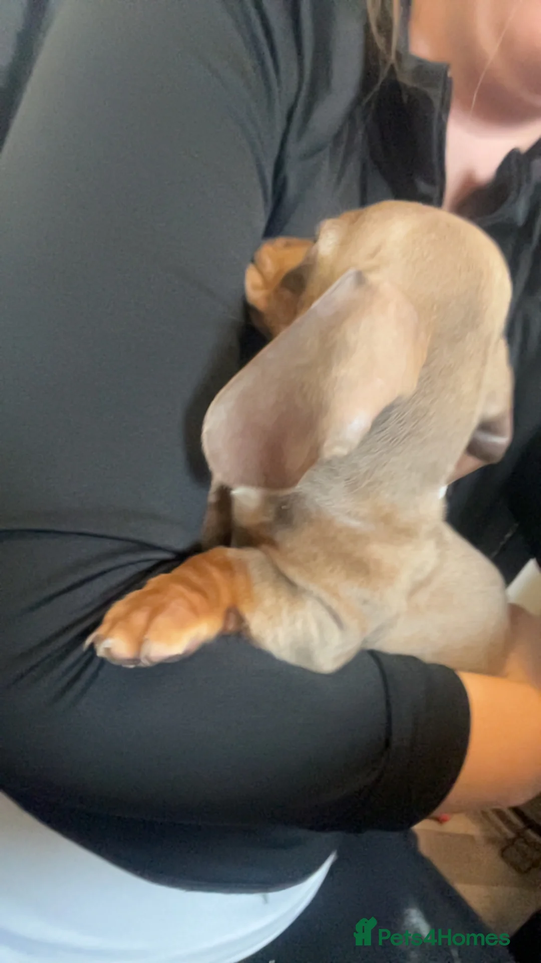 Dachshund dogs for sale: Male Daschund  - Advert 2