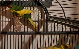 Parakeets birds for sale: Baby kakariki  - Image 12