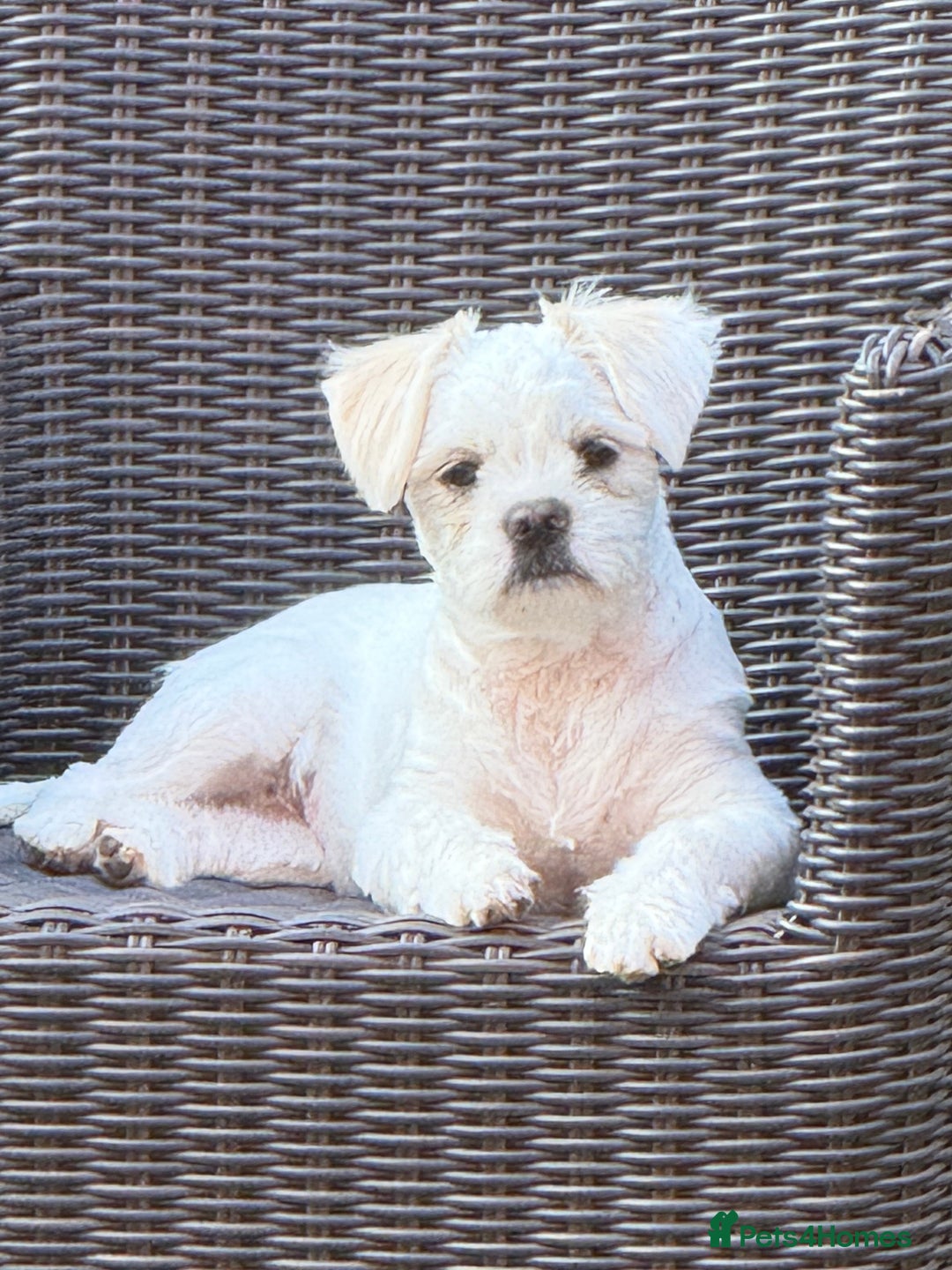 Mixed Breed dogs for sale: Little Diva!  - Image 7