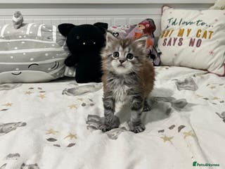 Maine Coon cats Adorable Polydactyl Maine Coon Girl! - Advert 1