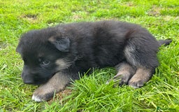 German Shepherd dogs for sale: German Shepherd puppies (Alsatian) - Image 7