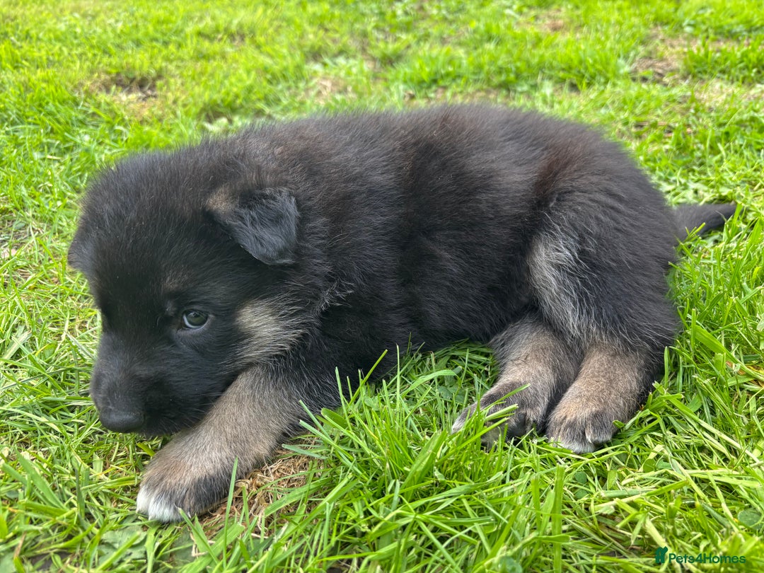German Shepherd dogs for sale: German Shepherd puppies (Alsatian) - Image 7