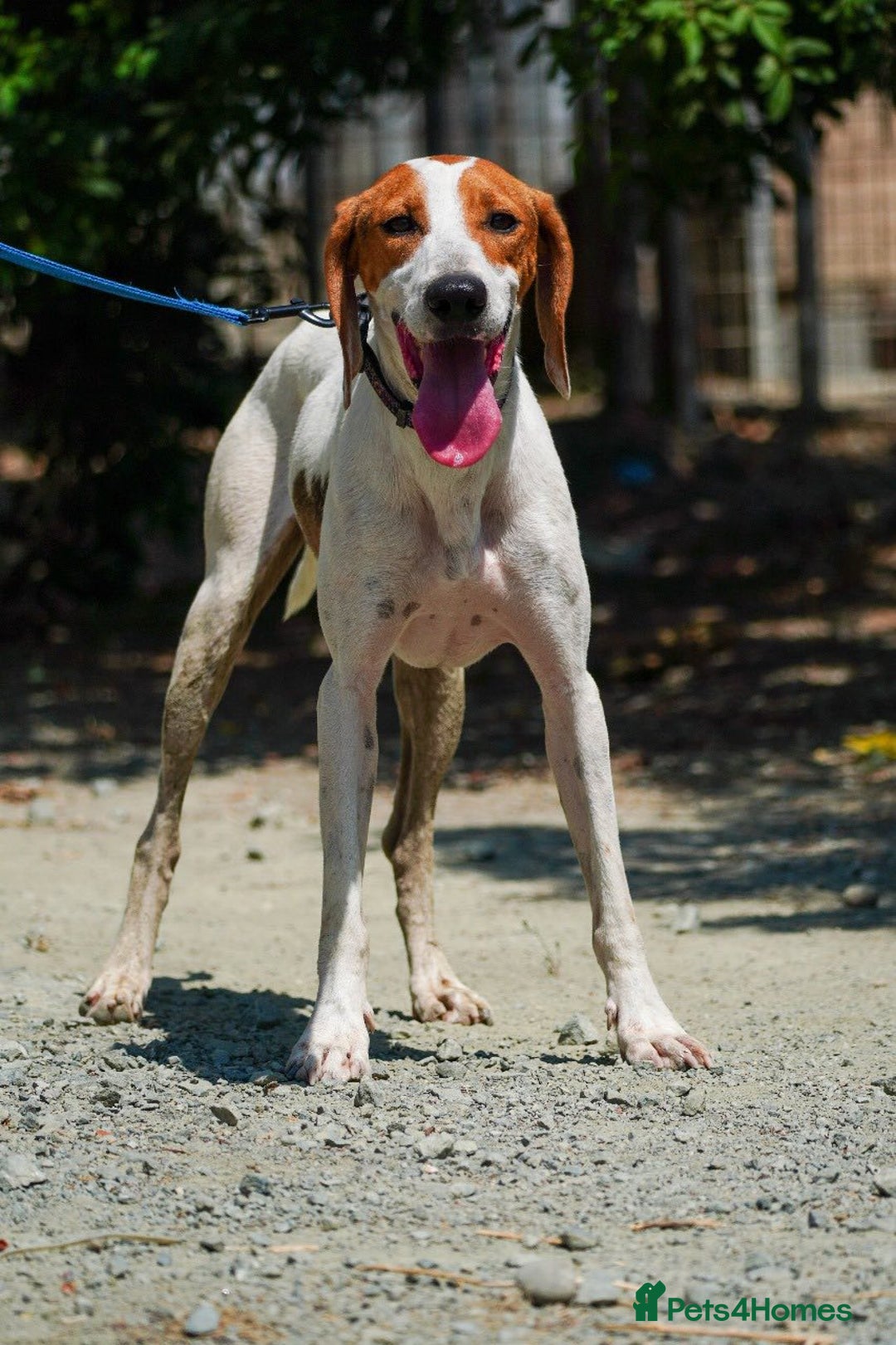 Mixed Breed dogs for adoption: FABIAN - 15 mth old, Male, Pointer type - Image 11