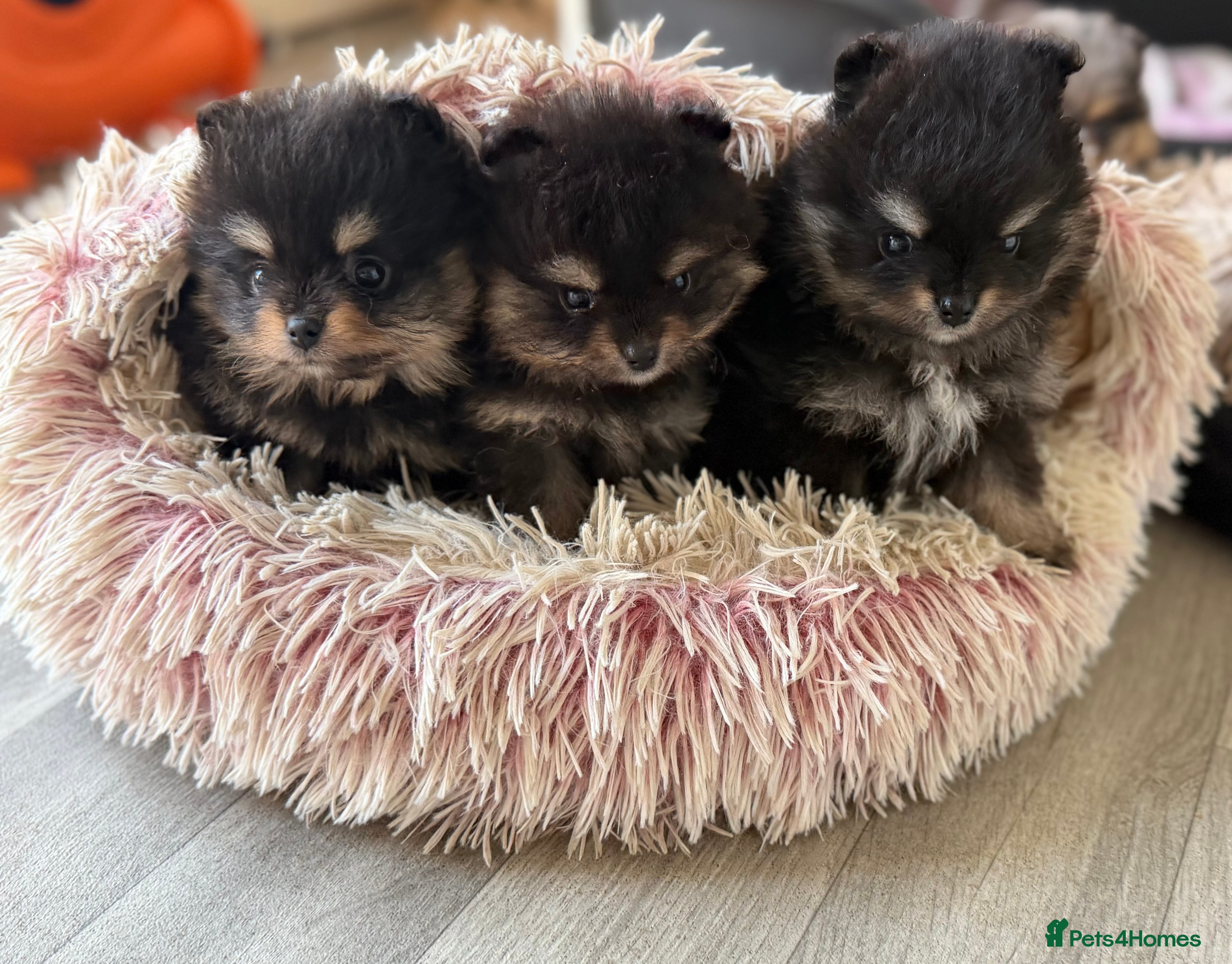 Pomeranian dogs Beautiful, Small and Joyful Pomeranian Puppies ❤️ - Advert 4