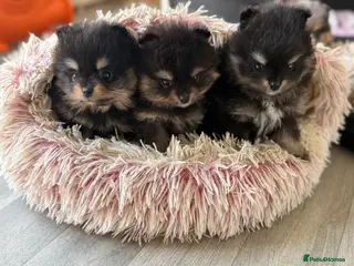 Pomeranian dogs Beautiful, Small and Joyful Pomeranian Puppies ❤️ - Advert 4