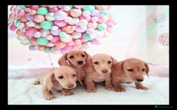 Miniature Dachshund dogs for sale: MINI CREAM DACHSHUND💥READY TO GO💥PRA CLEAR - Image 3