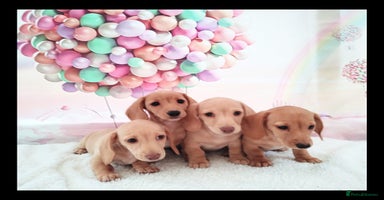 Miniature Dachshund dogs - Advert 2