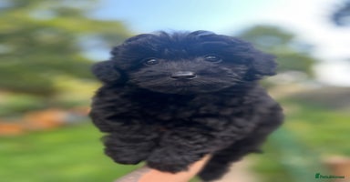 Yorkiepoo dogs - Advert 12