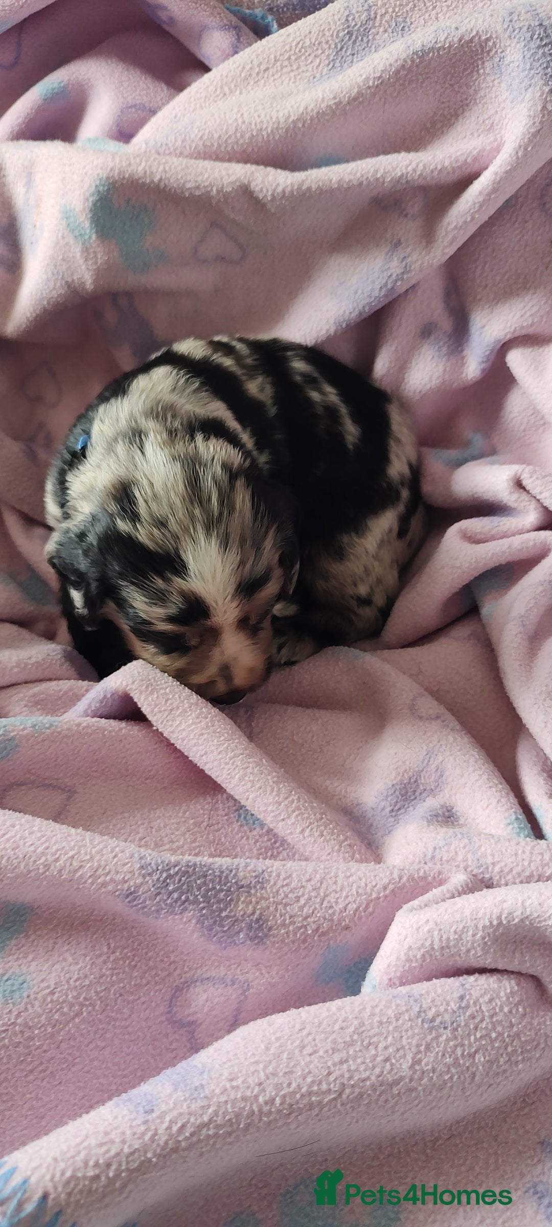 Sprocker dogs for sale: STRIKING SPROCKER SPANIEL PUPPIES  - Image 15