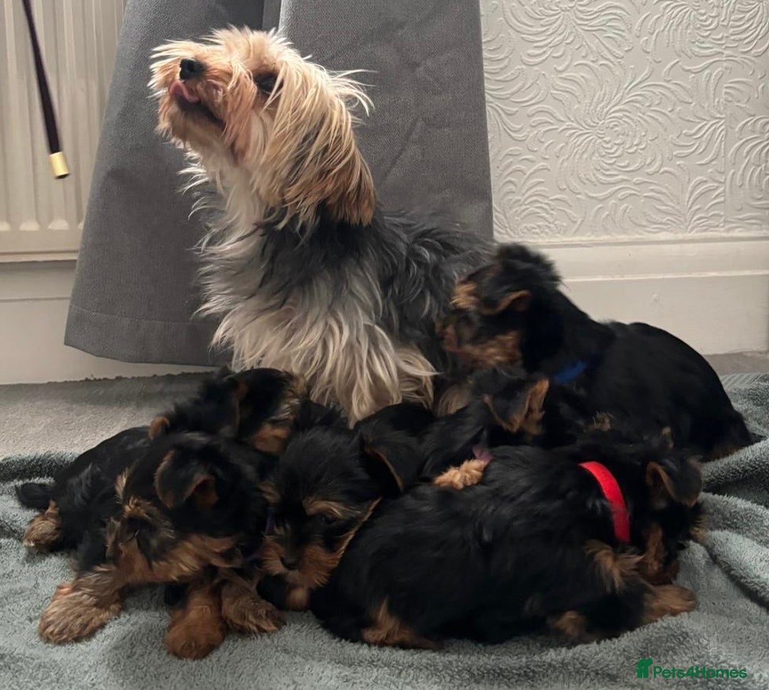Yorkshire Terrier dogs for sale: Pure Yorkshire terriers  - Advert 9