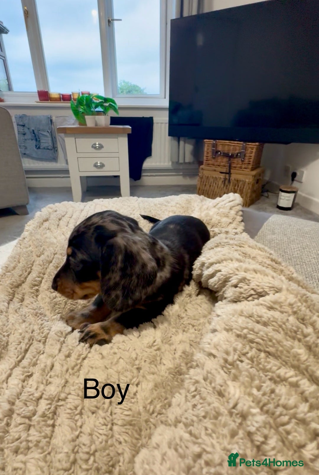 Miniature Dachshund dogs for sale: READY NOW - 2 boys left - KC registered  - Image 9