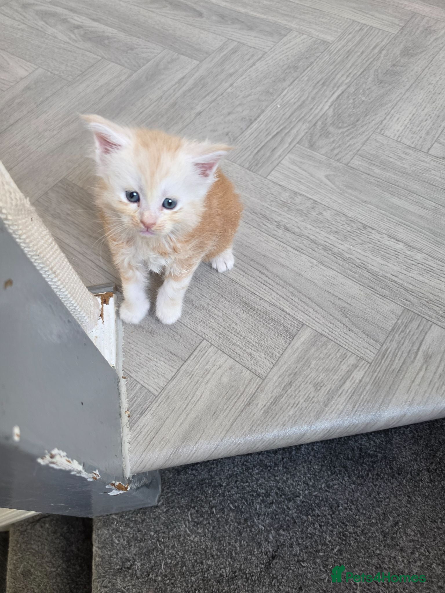 Maine Coon cats PEDIGREE MAINE COON KITTENS  - Advert 17