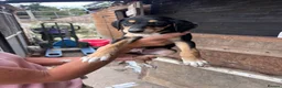 Lurcher dogs for sale: Beautiful pups out of our family dogs  - Advert 5