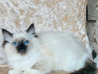 Ragdoll cats Beautiful ragdoll kittens - Advert 6