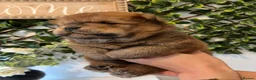 Chow Chow dogs for sale: Gorgeous Chow Chow Puppies 🐻 - Advert 22