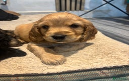 Cockapoo dogs for sale: Beautiful, Rare Cockapoo Puppies – Ready 17th Nov - Advert 33