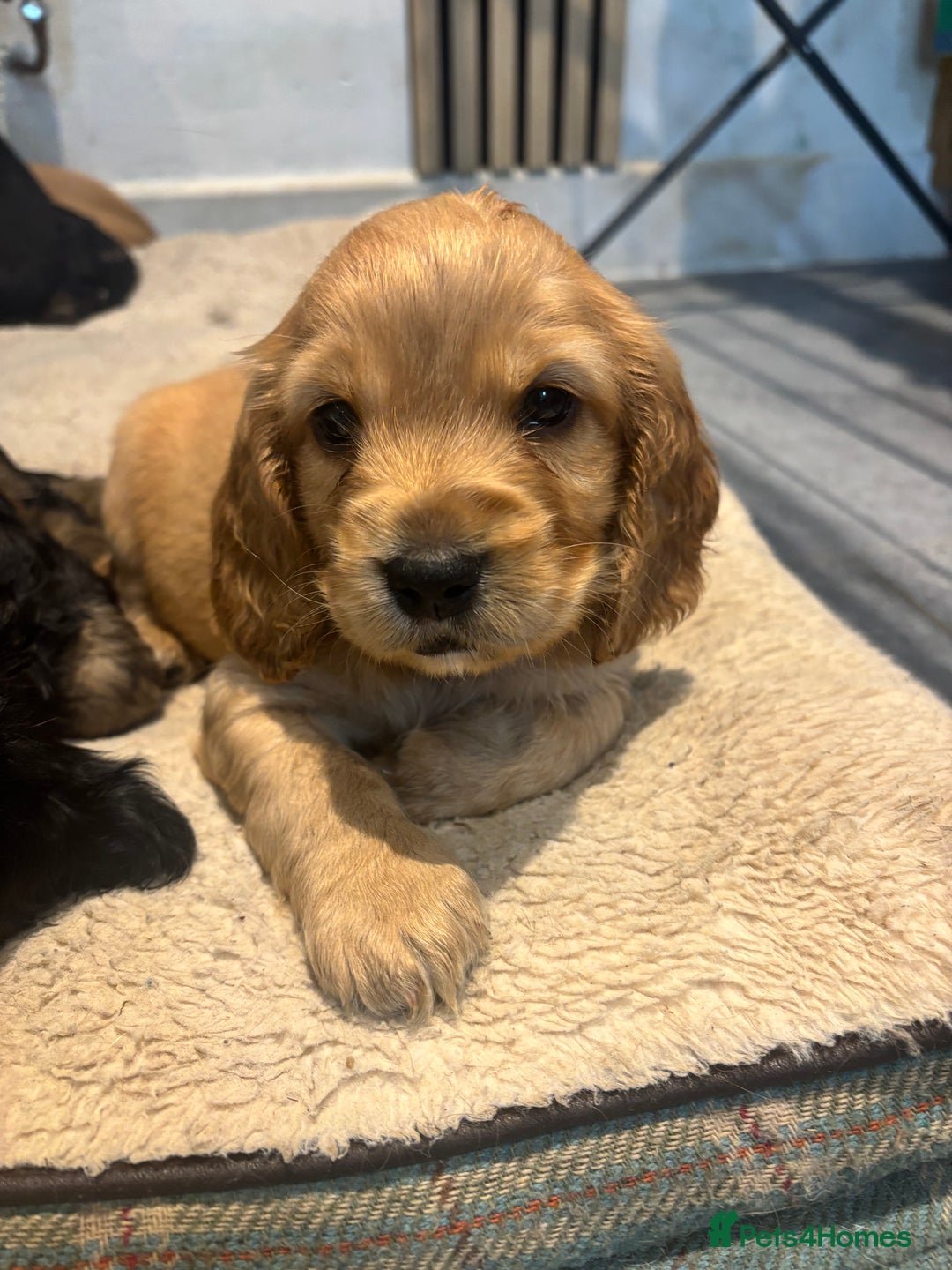Cockapoo dogs for sale: Beautiful, Rare Cockapoo Puppies – Ready 17th Nov - Advert 33