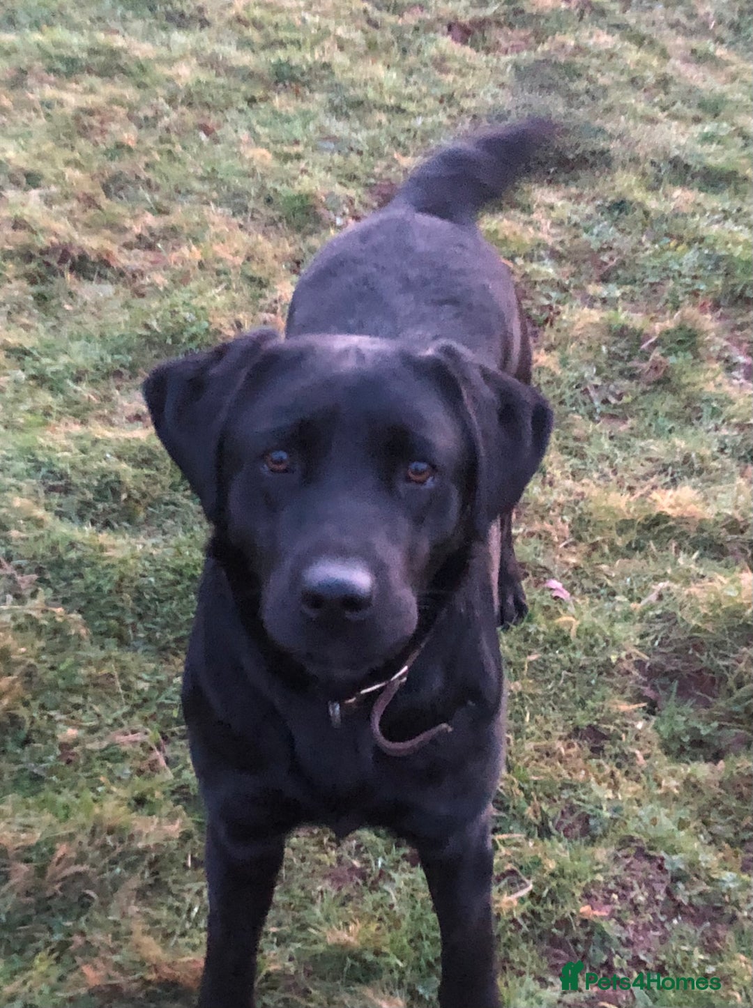 Labrador Retriever dogs for sale: Stunning kc reg Labrador puppies  - Advert 2