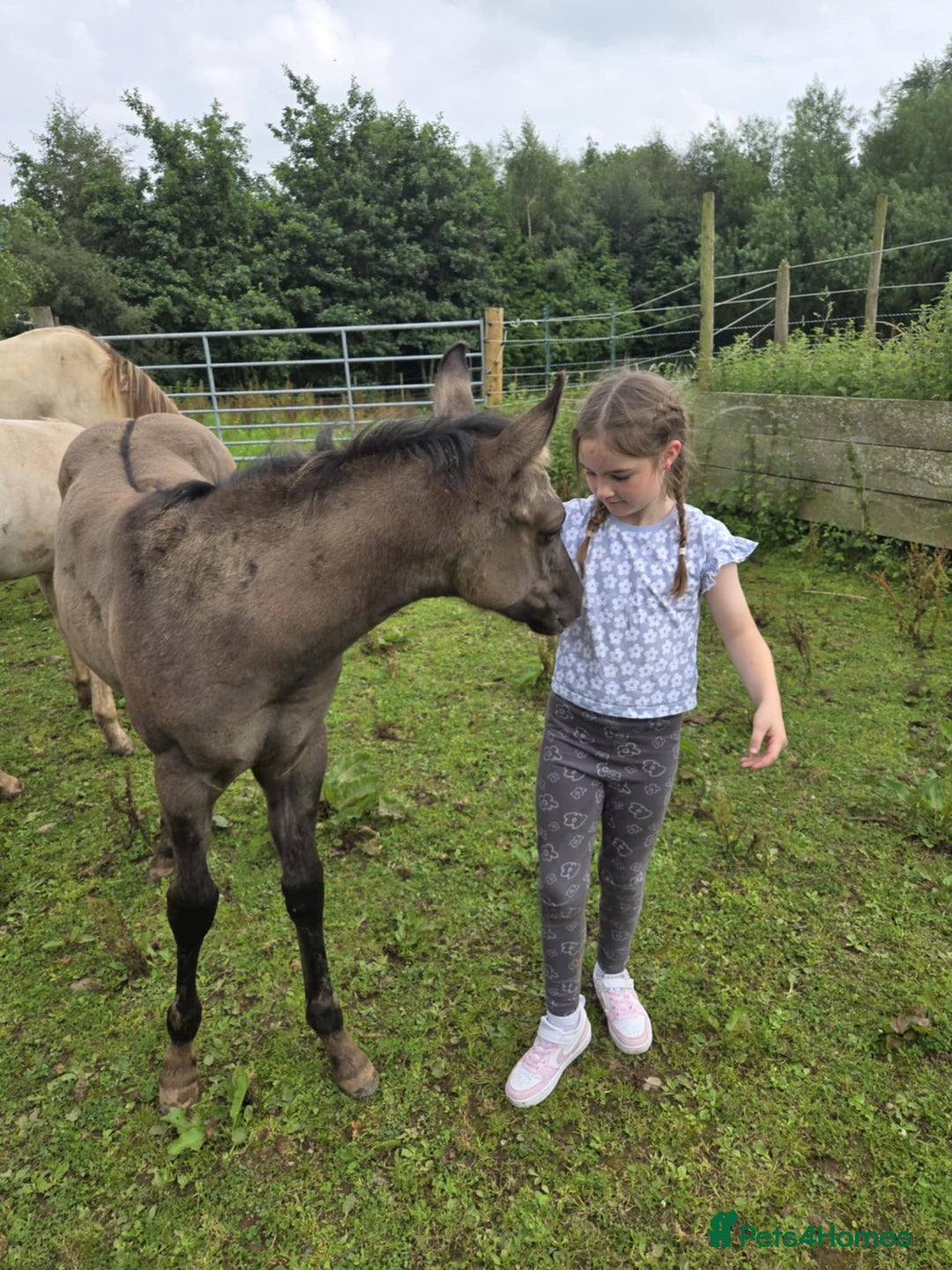 American Quarter horses for sale: Striking Colt foal - Advert 6