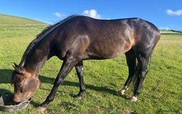 English Thoroughbred horses for sale: Lovely well put together 15.3 4yo Mare - Image 3