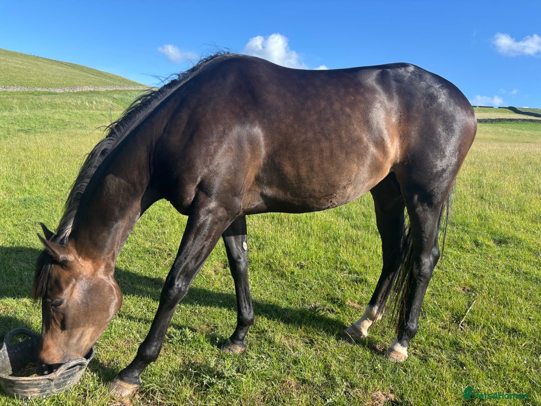 English Thoroughbred horses for sale: Lovely well put together 15.3 4yo Mare - Image 3