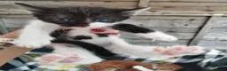 Mixed Breed cats for sale: Five adorable kittens looking for loving homes❤️ - Advert 9