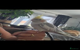 Cockatiels birds for sale: Male cockatiel  - Image 2