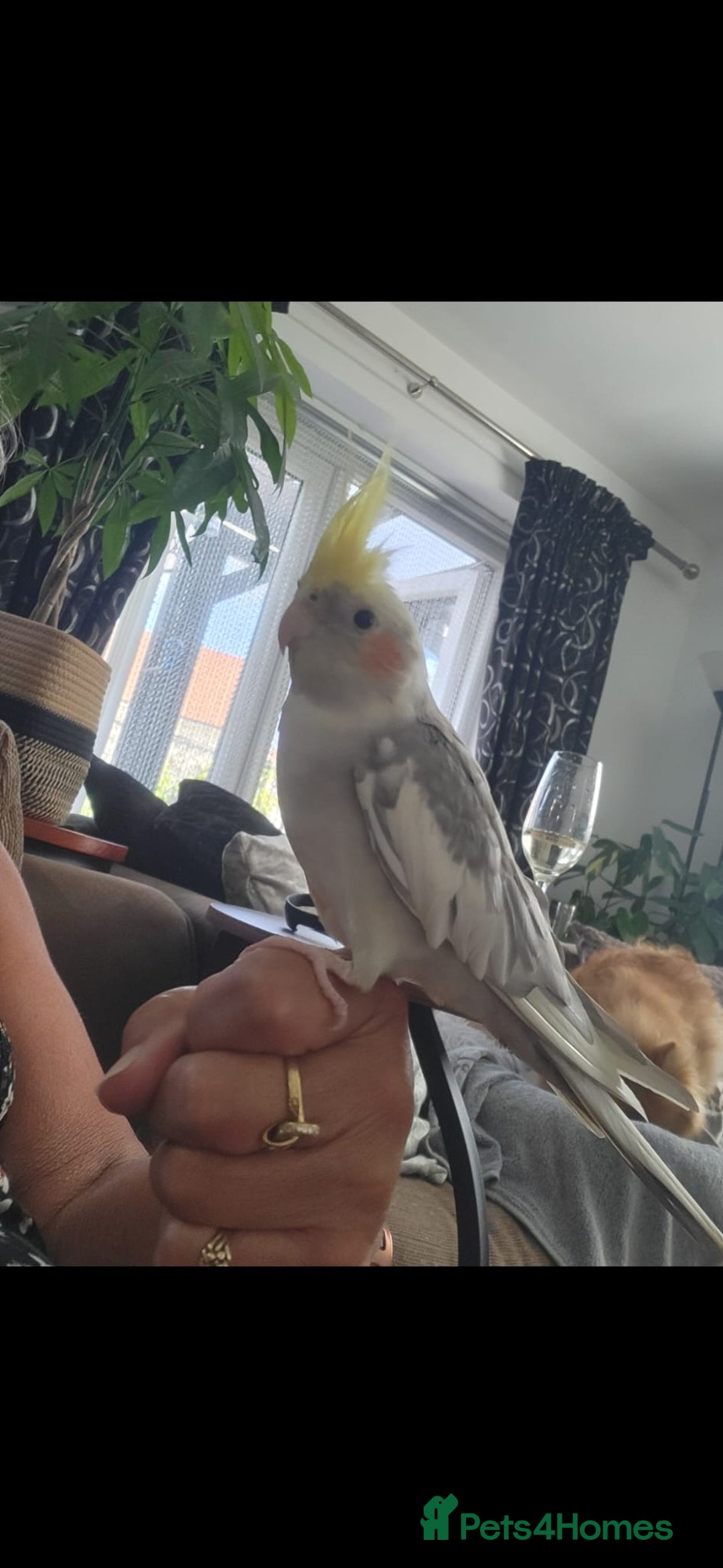 Cockatiels birds for sale: Male cockatiel  - Image 2