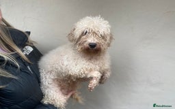 Miniature Poodle dogs for sale: 2 year old miniature poodle female  - Image 2