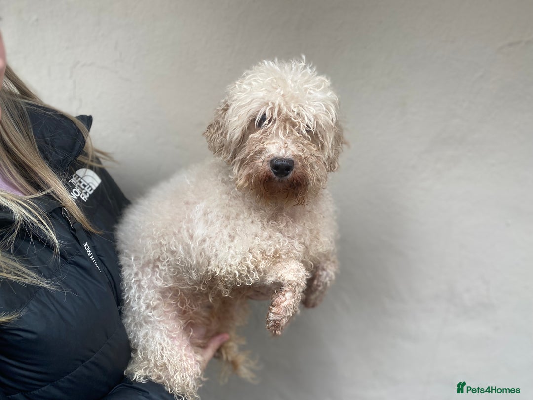 Miniature Poodle dogs for sale: 2 year old miniature poodle female  - Image 2