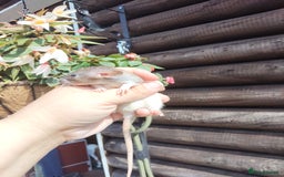 Rat rodents for sale: Beautiful baby rats dumbos smooth and rex  - Image 4