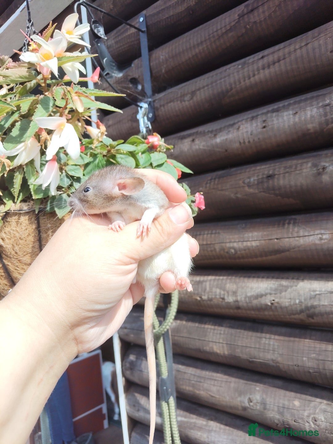 Rat rodents for sale: Beautiful baby rats dumbos smooth and rex  - Image 4
