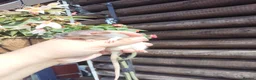 Rat rodents for sale: New babies ready now 6 week and upwards  - Advert 4