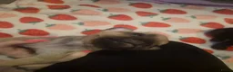 French Bulldog dogs for sale: Puppies  in Salford - Advert 12